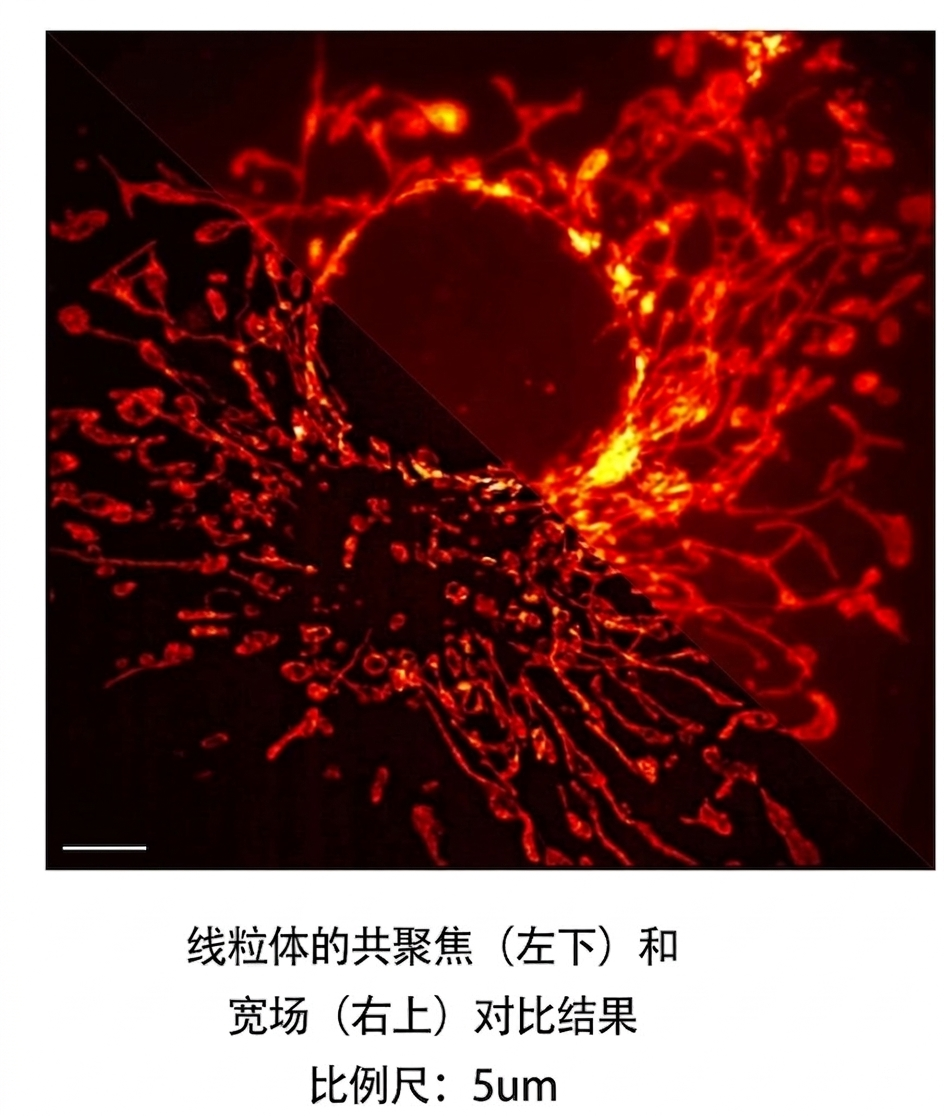 线粒体.png